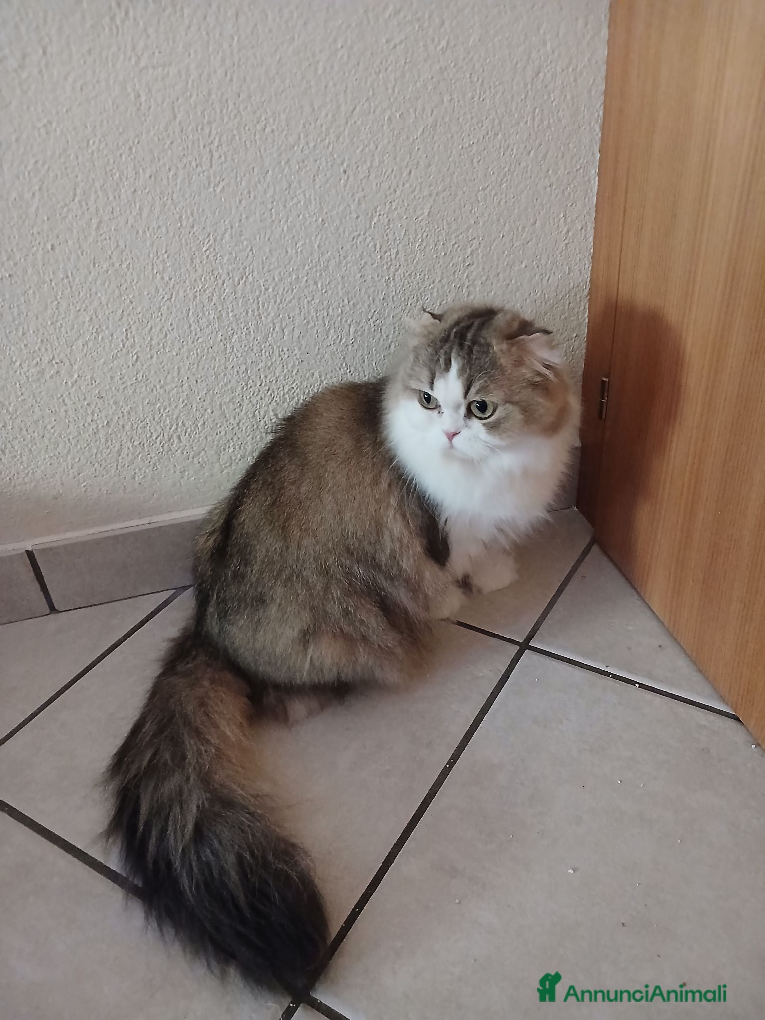Scottish gatti Cuccioli Fold e Straight  - Annuncio 14