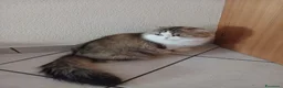 Scottish gatti in vendita: Cuccioli Fold e Straight  - Annuncio 1