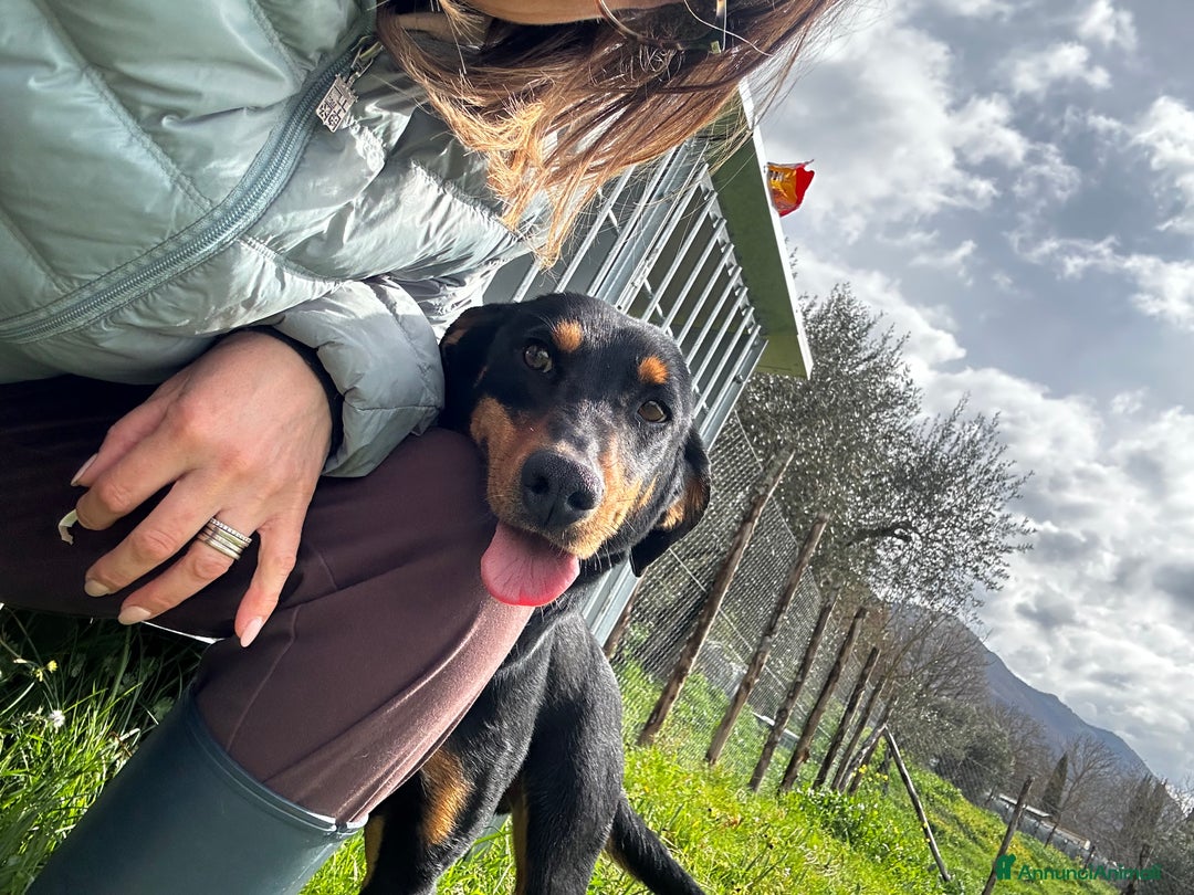 Meticcio cani in regalo: Pietro  - Annuncio 4