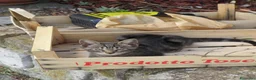 Europeo gatti in regalo: 4 cuccioli da adottare  - Annuncio 7
