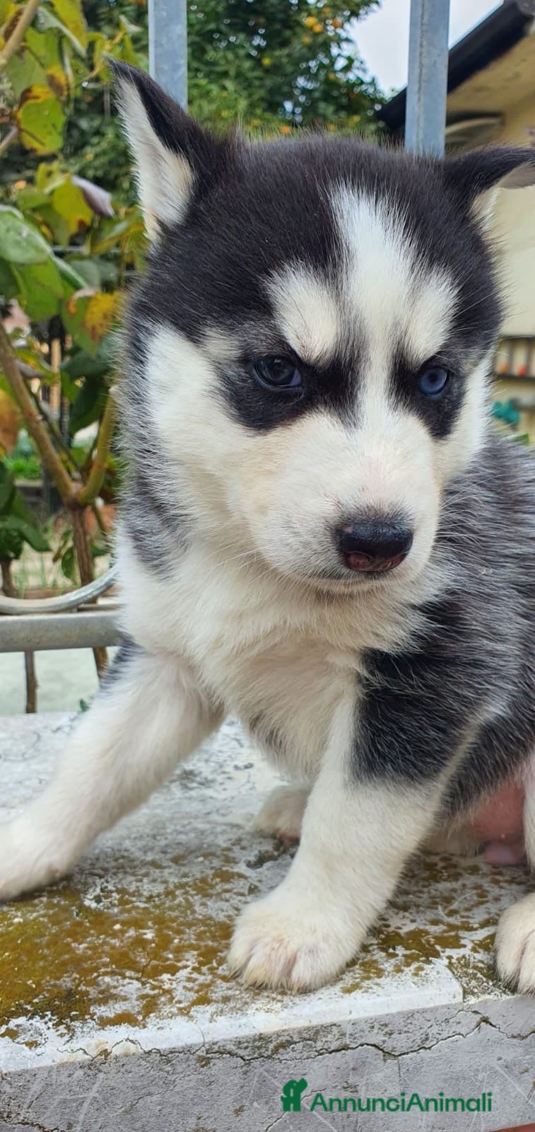 Husky cani Cuccioli Husky Siberian  - Annuncio 2