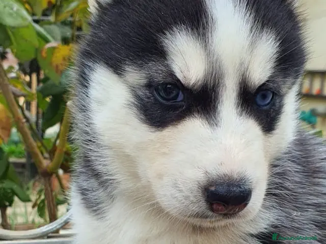 Husky cani Cuccioli Husky Siberian - Annuncio 2