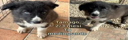Meticcio cani in regalo: CUCCIOLI, URGENTE: TEMPO SCADUTO  - Annuncio 4