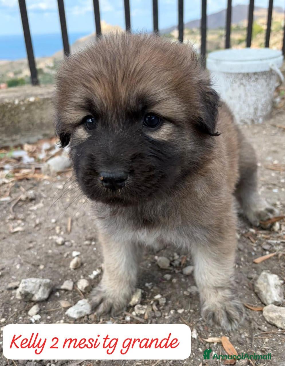 Meticcio cani Trovatelli cercano urgentemente casa  - Annuncio 13