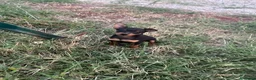 Pinscher Miniatura cani in vendita: Pincher toy - Annuncio 10