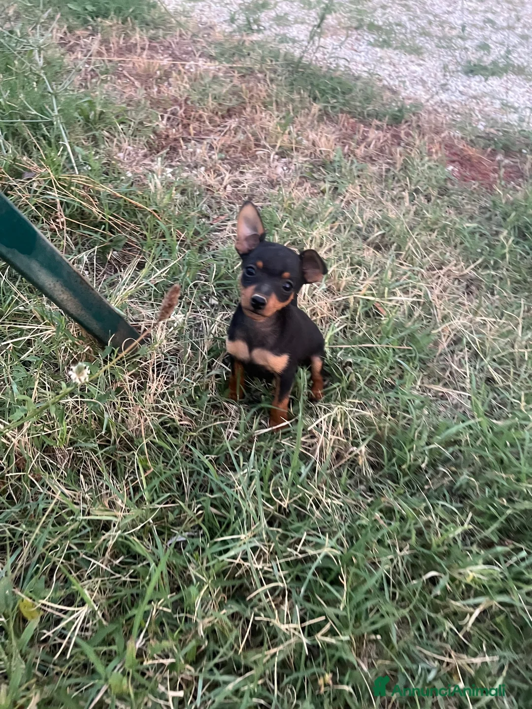 Pinscher Miniatura cani in vendita: Pincher toy - Annuncio 10