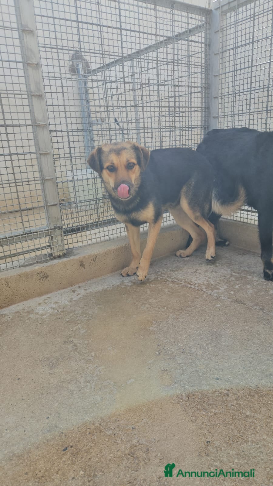 Meticcio cani Andrea: 2 anni, timido e dolce - Annuncio 22