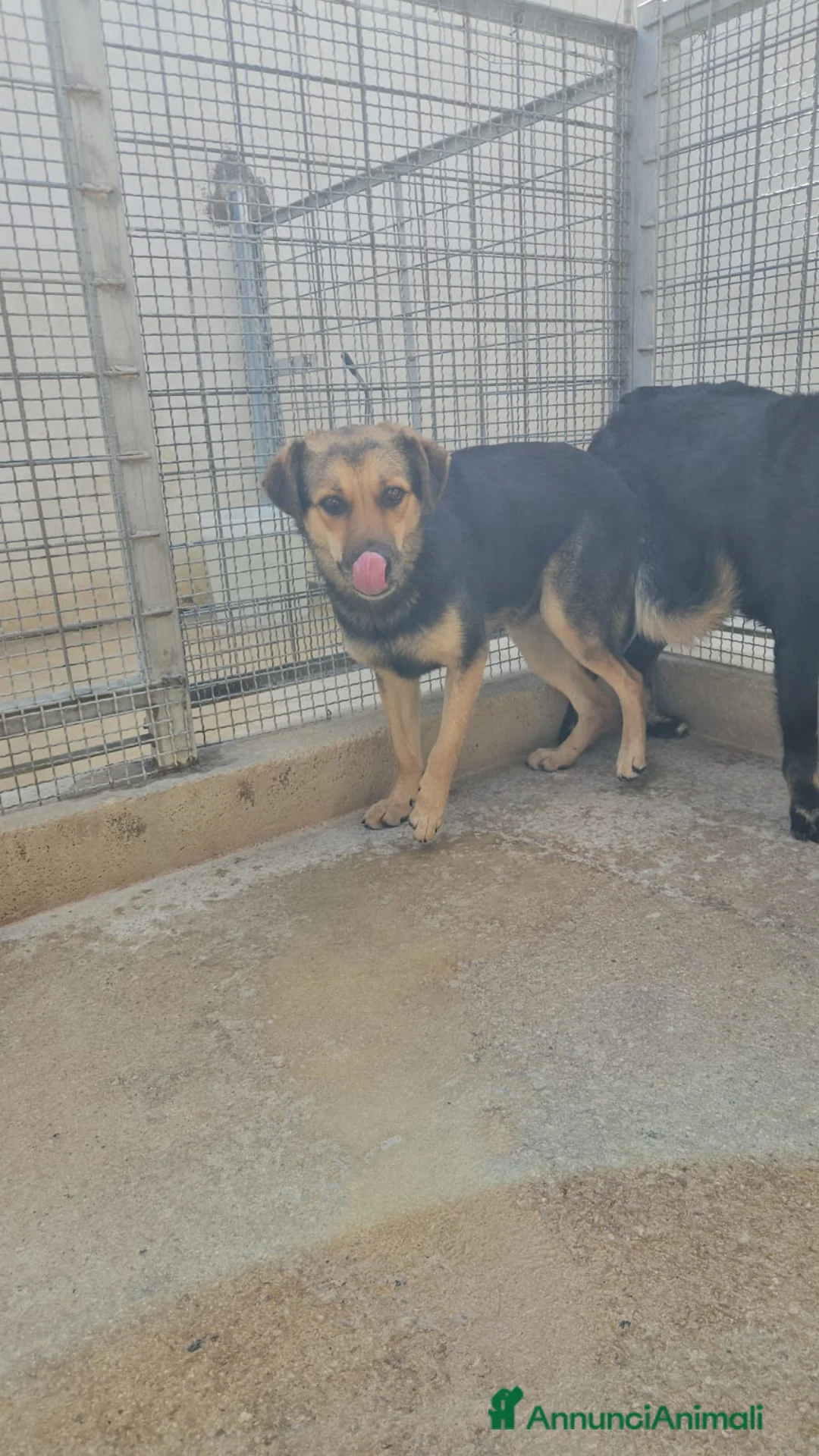 Meticcio cani in regalo: Andrea: 2 anni, timido e dolce - Annuncio 1