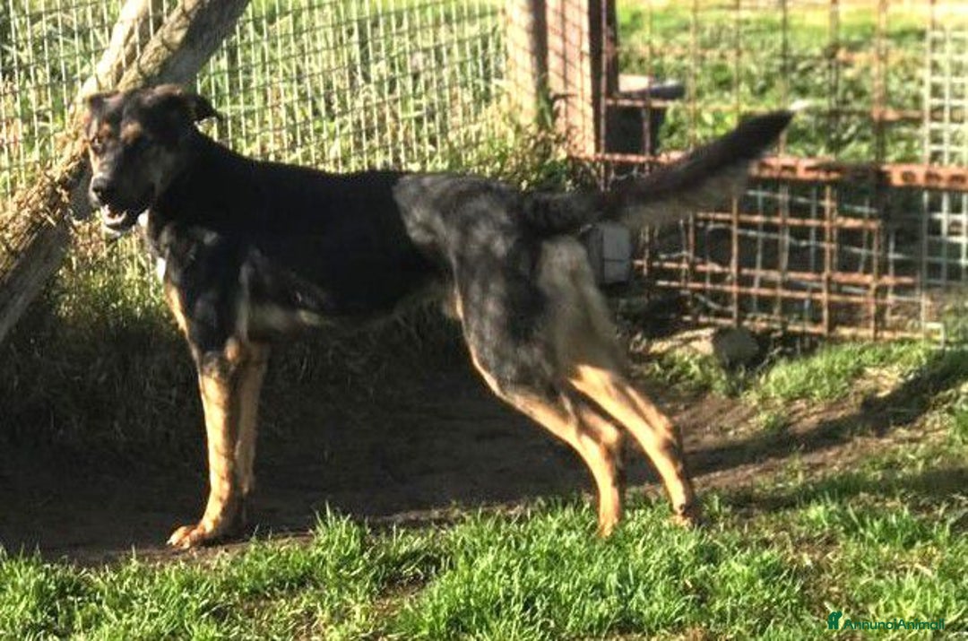 Meticcio cani in regalo: Alfred, occhi dolci e cuore grande a Provincia di Latina - Annuncio 3