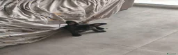 Bulldog Francese cani in vendita: Cucciolo di Bulldog Francese - Annuncio 5