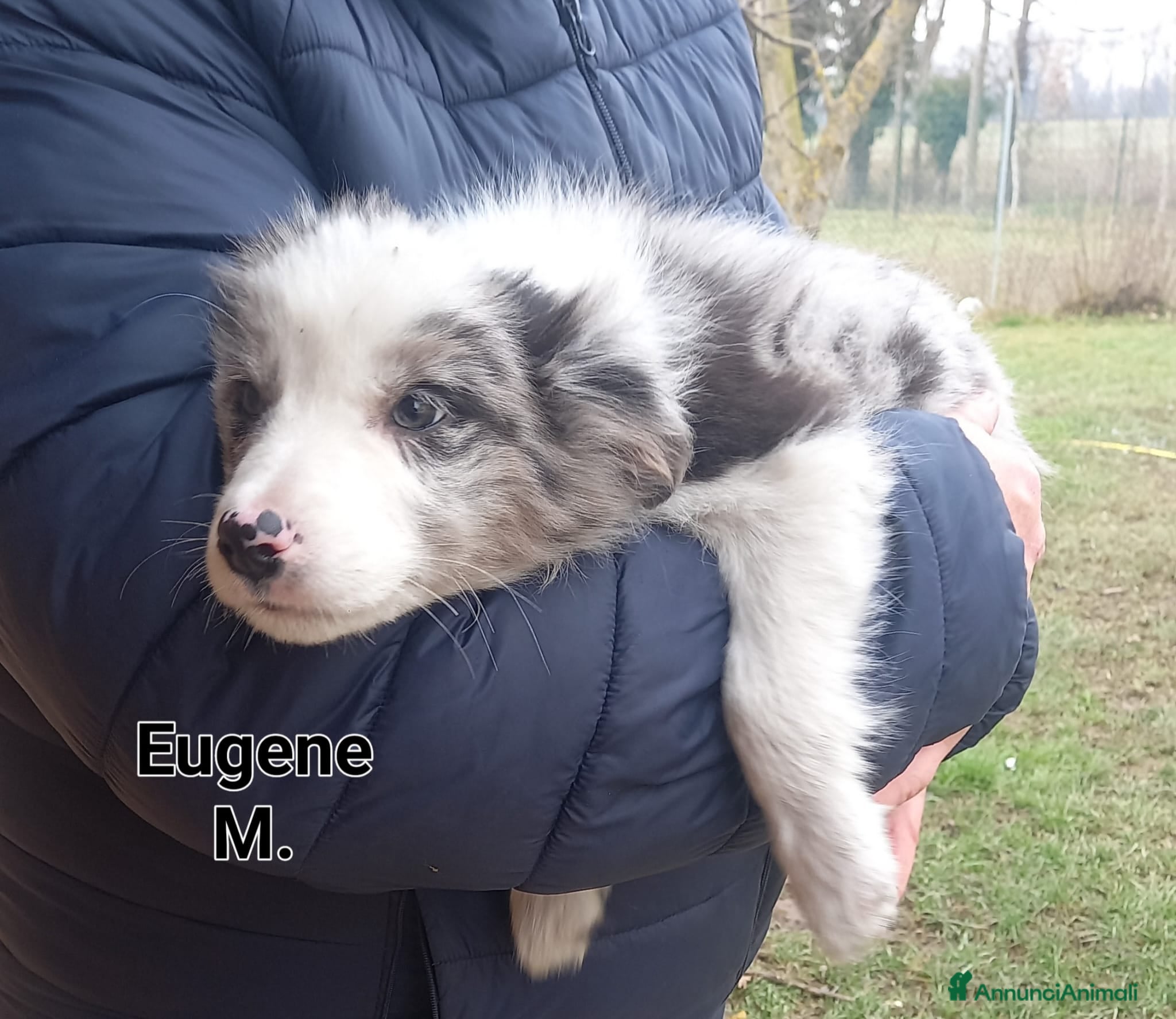 Border Collie cani Border Collie  - Annuncio 8