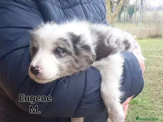 Border Collie cani Border Collie - Annuncio 4