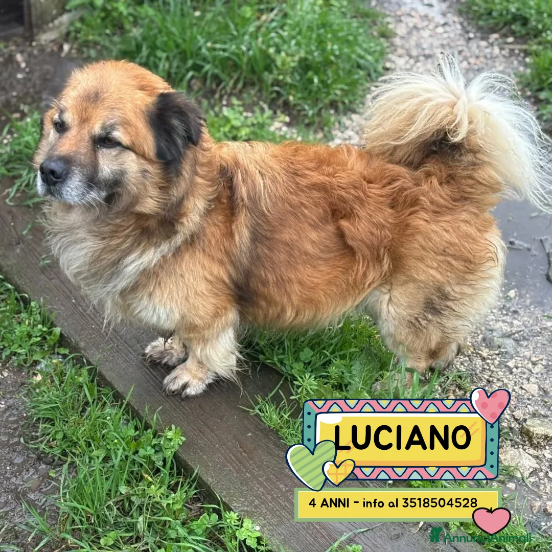 Meticcio cani in regalo: LUCIANO 4 anni taglia contenuta cerca casa - Annuncio 1