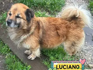 Meticcio cani LUCIANO 4 anni taglia contenuta cerca casa - Annuncio 1