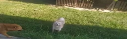 Volpino Pomerania cani in vendita: Volpino piccolo tedesco - Annuncio 4