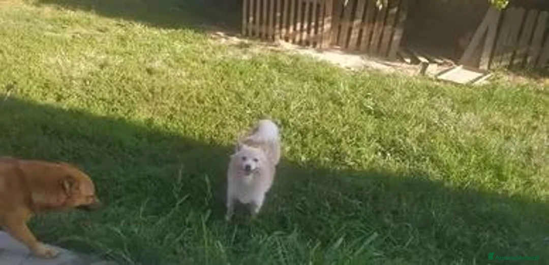Volpino Pomerania cani in vendita: Volpino piccolo tedesco - Annuncio 4