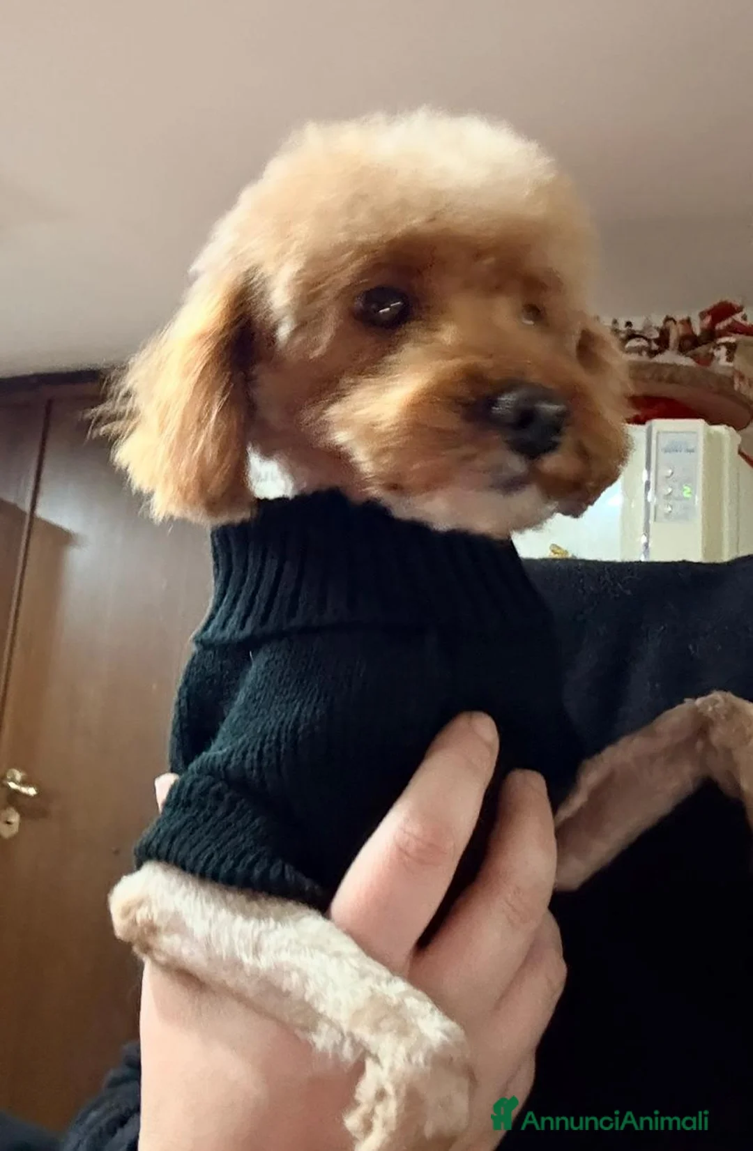 Barboncino Toy cani in vendita: Barboncino  - Annuncio 3