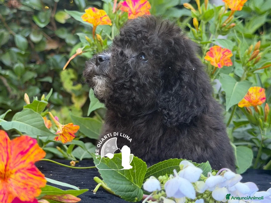 Barboncino Toy cani in vendita: Splendidi Barboncini Toy – Alta Qualità - Annuncio 2