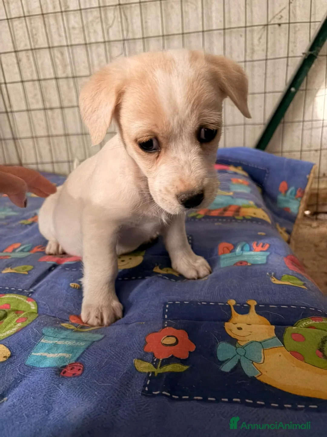 Meticcio cani in regalo: LA TENERA NOCCIOLINA - Annuncio 5