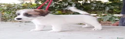 Jack Russell cani in vendita: Jack Russell Terrier Broken Ruvido cuccioli  - Annuncio 7