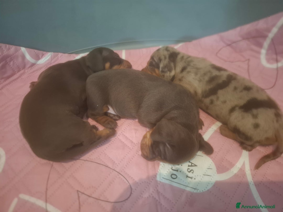 Bassotto cani in vendita: Disponibile femmina cioccolato  - Annuncio 4