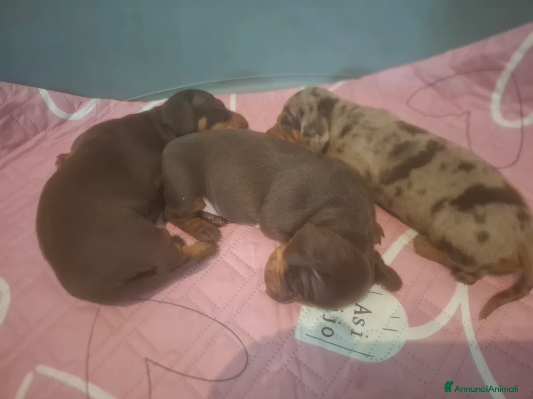 Bassotto cani in vendita: Disponibile femmina cioccolato  - Annuncio 4