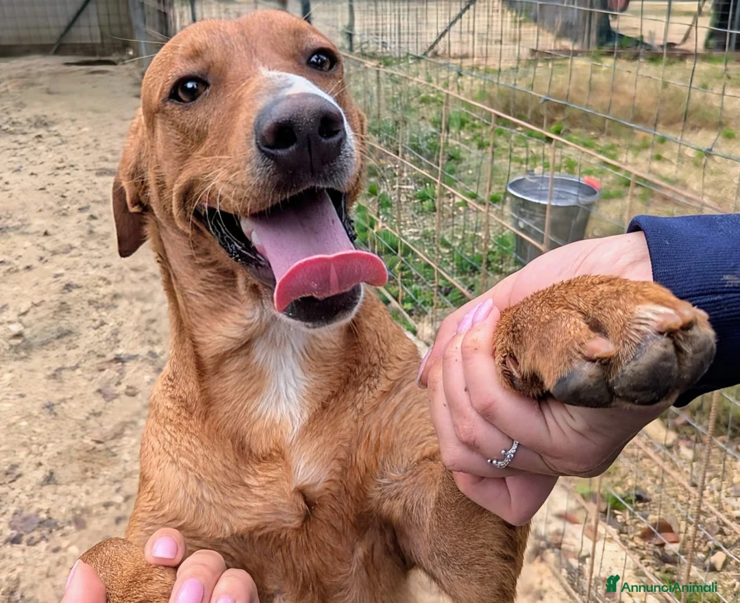 Meticcio cani in regalo: SOS CORFU' - Annuncio 1