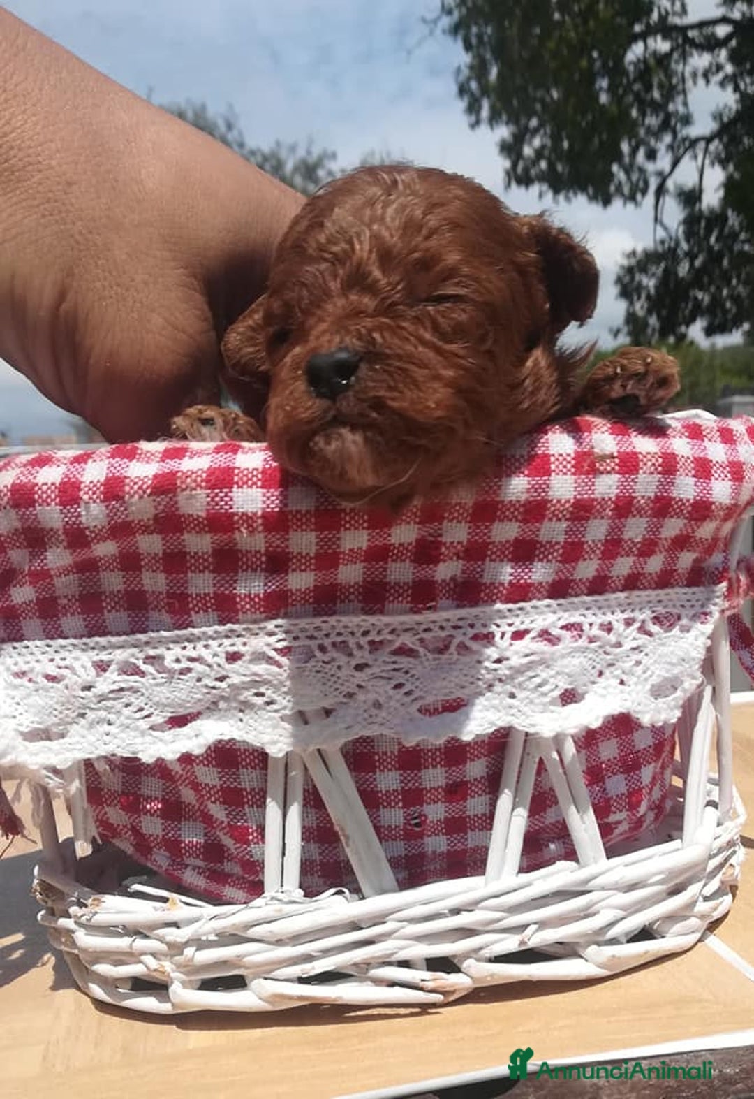 Immagine della galleria {{count}}