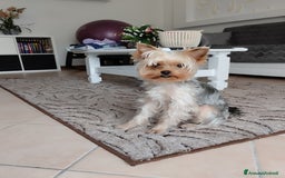 Yorkshire cani per accoppiamento: Maschio Yorkshire Toy per accoppiamento a Provincia di Brescia - Annuncio 8