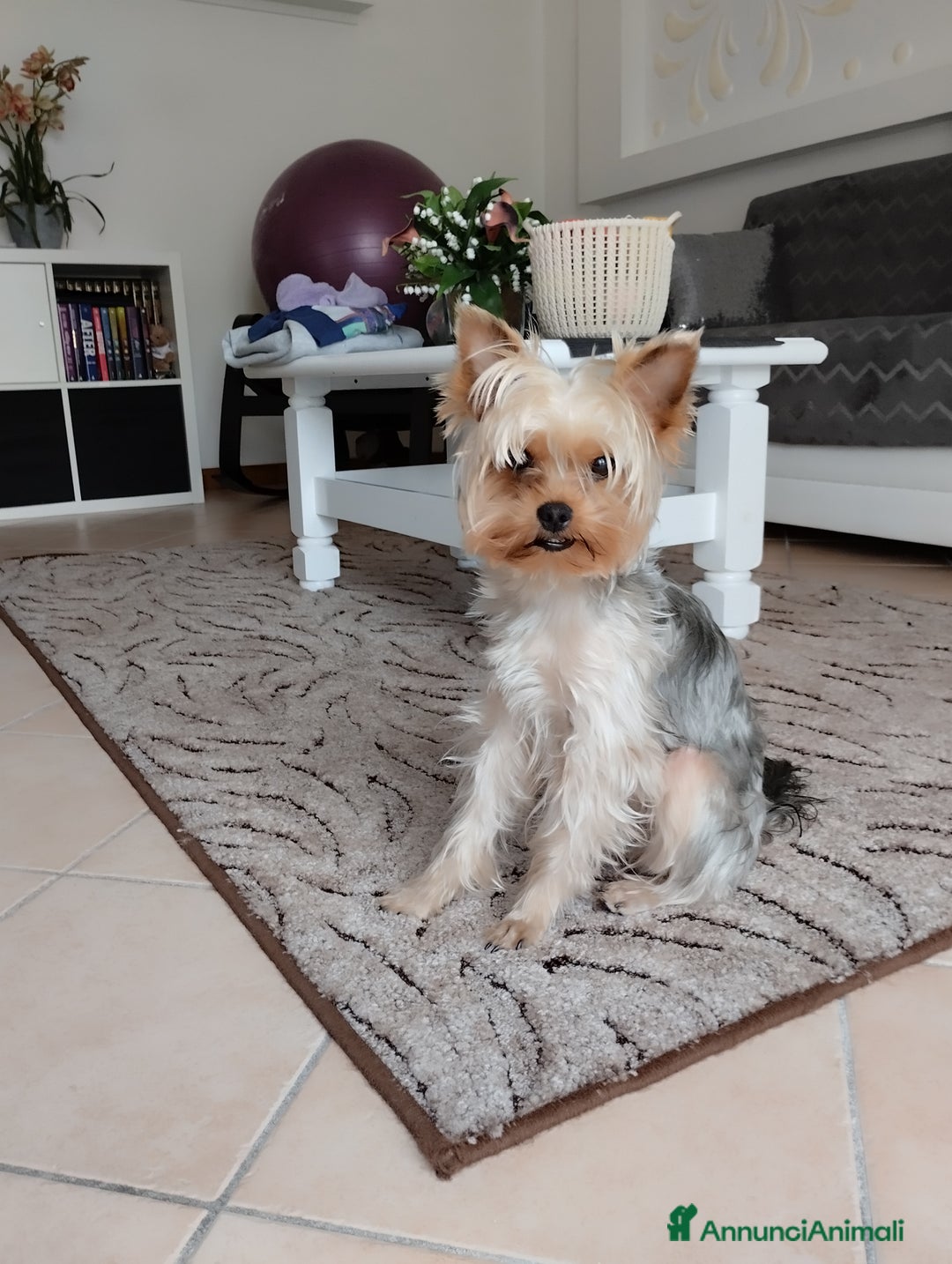 Yorkshire cani per accoppiamento: Maschio Yorkshire Toy per accoppiamento a Provincia di Brescia - Annuncio 8