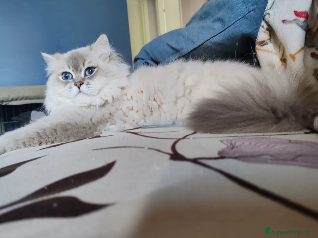British gatti in vendita: British shorthair cuccioli - Annuncio 11