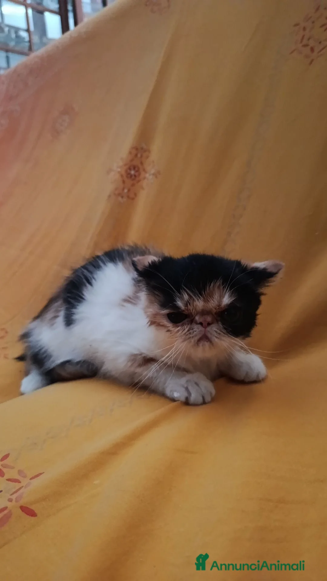 Exotic Shorthair gatti in vendita: Cucciola di exotic  - Annuncio 2