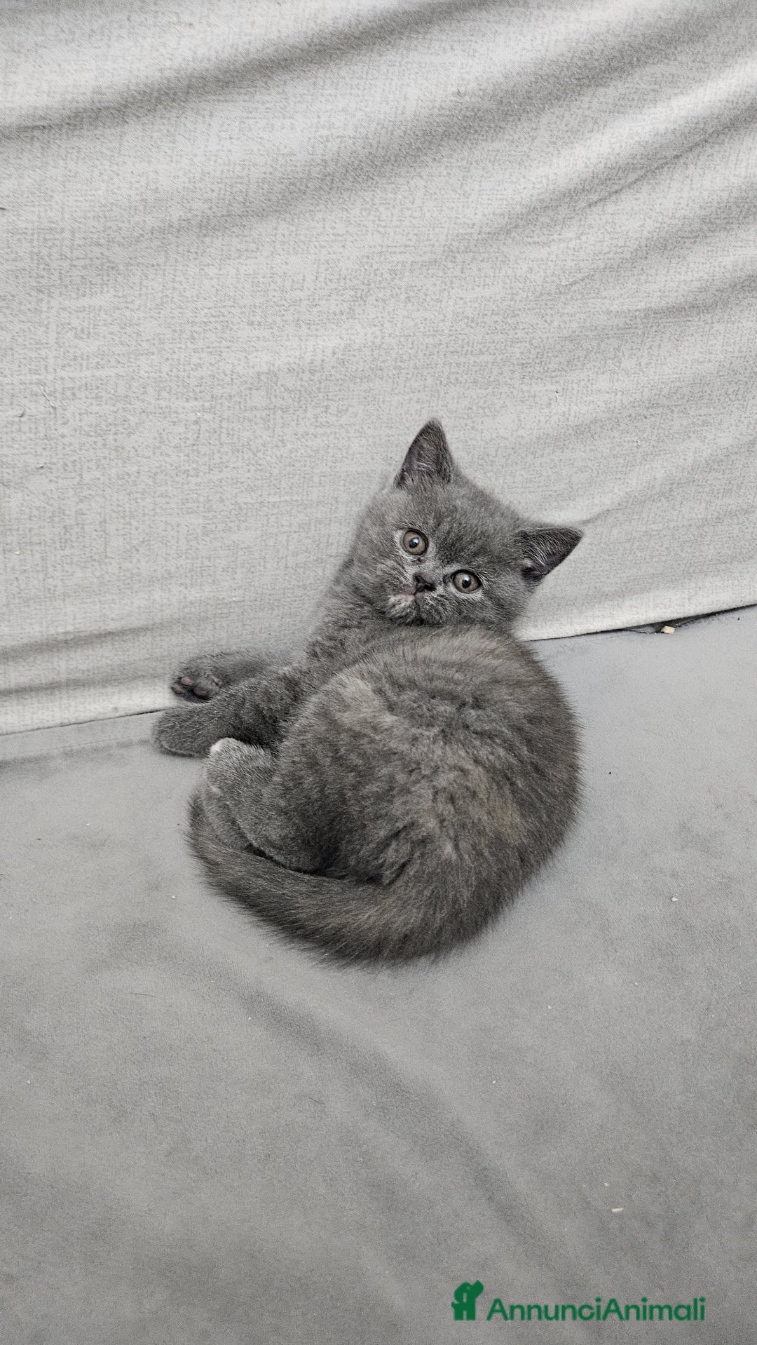 Scottish gatti in vendita: Schottich Straight  - Annuncio 3