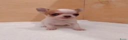 Chihuahua cani in vendita: chihuahua a Città metropolitana di Milano - Annuncio 6