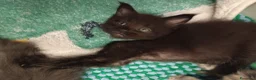 Maine Coon gatti in vendita: Cuccioli Maine coon  - Annuncio 5