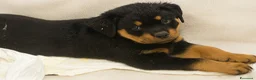 Rottweiler cani in vendita: CUCCIOLI DI ROTTWEILER - Annuncio 2