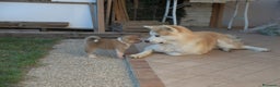 Akita Inu cani in vendita: Prenotazione cuccioli di Akita Inu - Annuncio 4