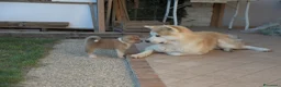 Akita Inu cani in vendita: Prenotazione cuccioli di Akita Inu - Annuncio 4