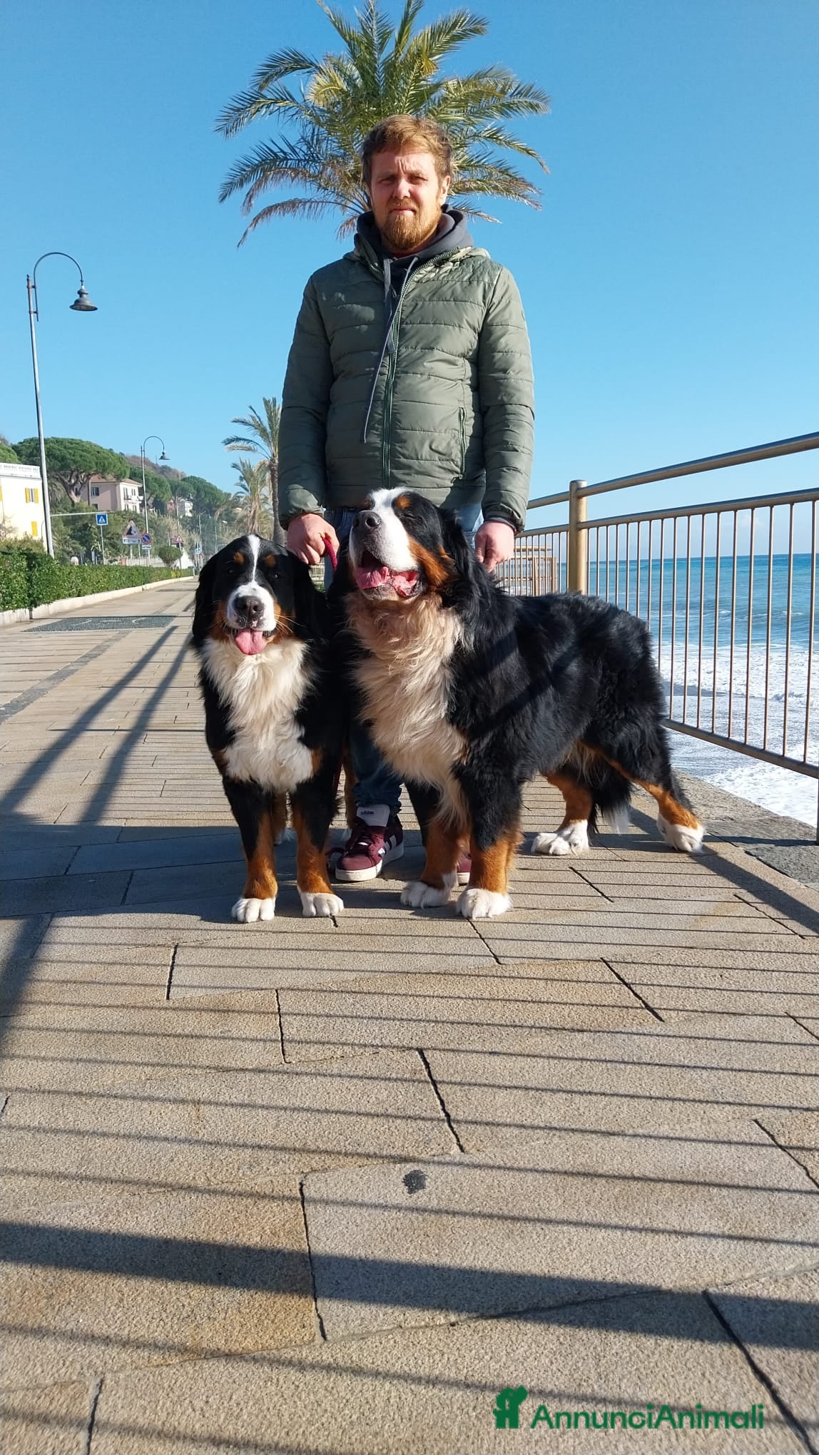Bovaro del Bernese cani Cuccioli bovaro del bernese liguria - Annuncio 1