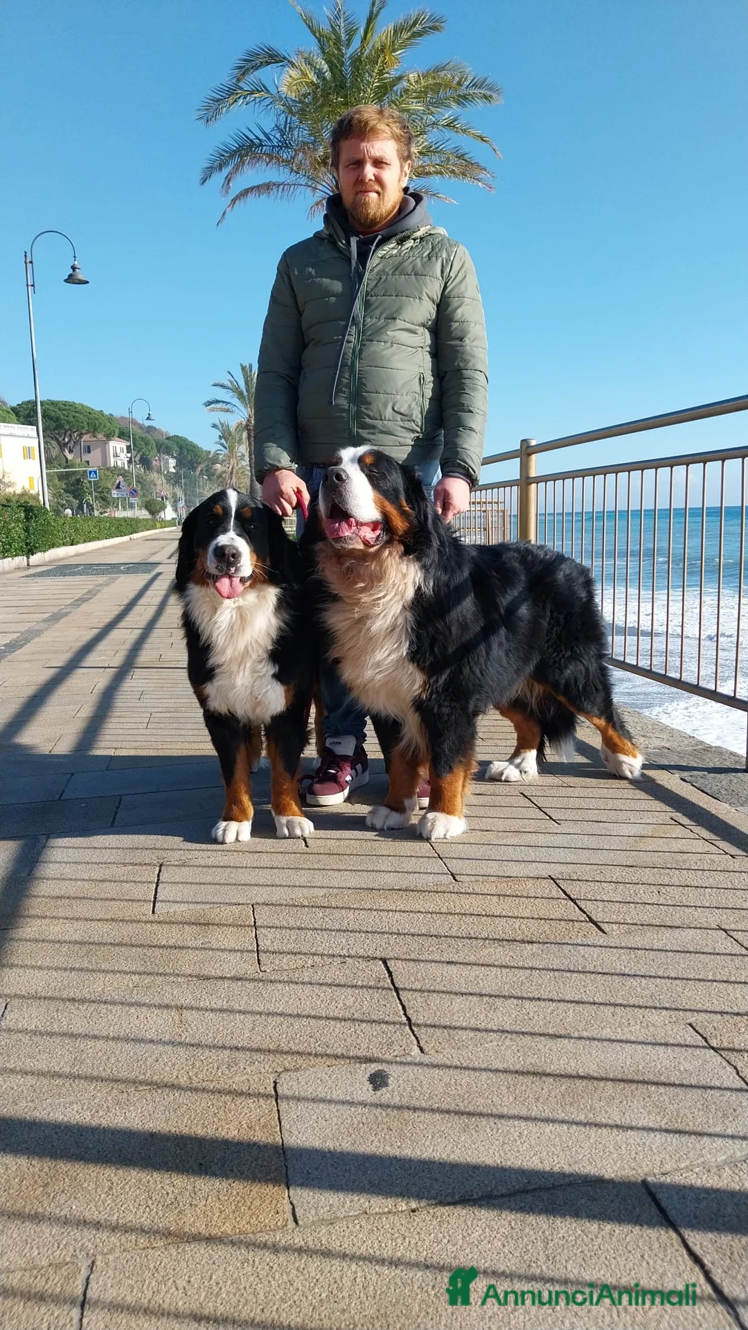 Bovaro del Bernese cani in vendita: Cuccioli bovaro del bernese liguria a Città Metropolitana di Genova - Annuncio 1