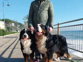 Bovaro del Bernese cani Cuccioli bovaro del bernese liguria - Annuncio 1