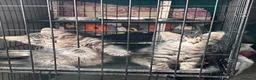 Europeo gatti in regalo: Gattini  - Annuncio 4