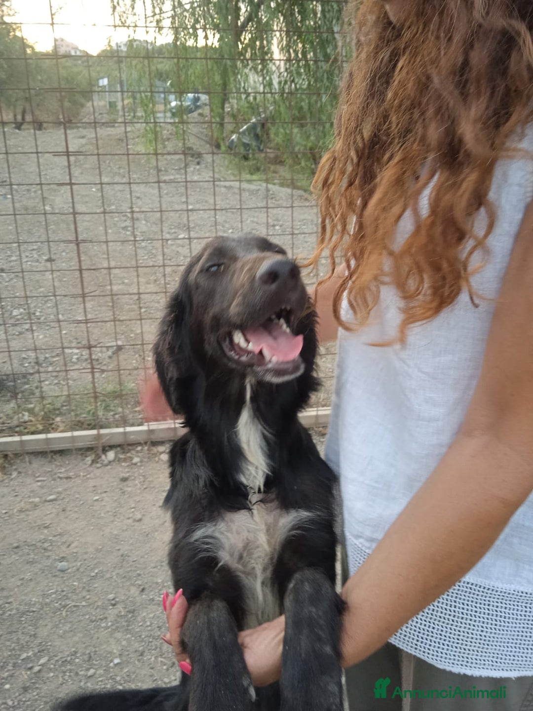 Meticcio cani in regalo: 2fratelli 18mesi INSEPARABILI( mamma Setter)Calabr - Annuncio 1
