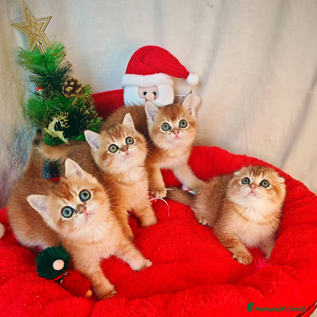 Scottish gatti in vendita: Gattini Scottish Rossicci - Annuncio 5