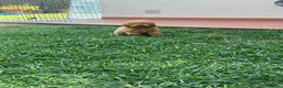 Barboncino Toy cani in vendita: Barboncine Toy rosso/fulvo - Annuncio 10
