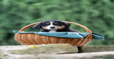 Bovaro del Bernese cani a Città Metropolitana di Torino - Annuncio 14
