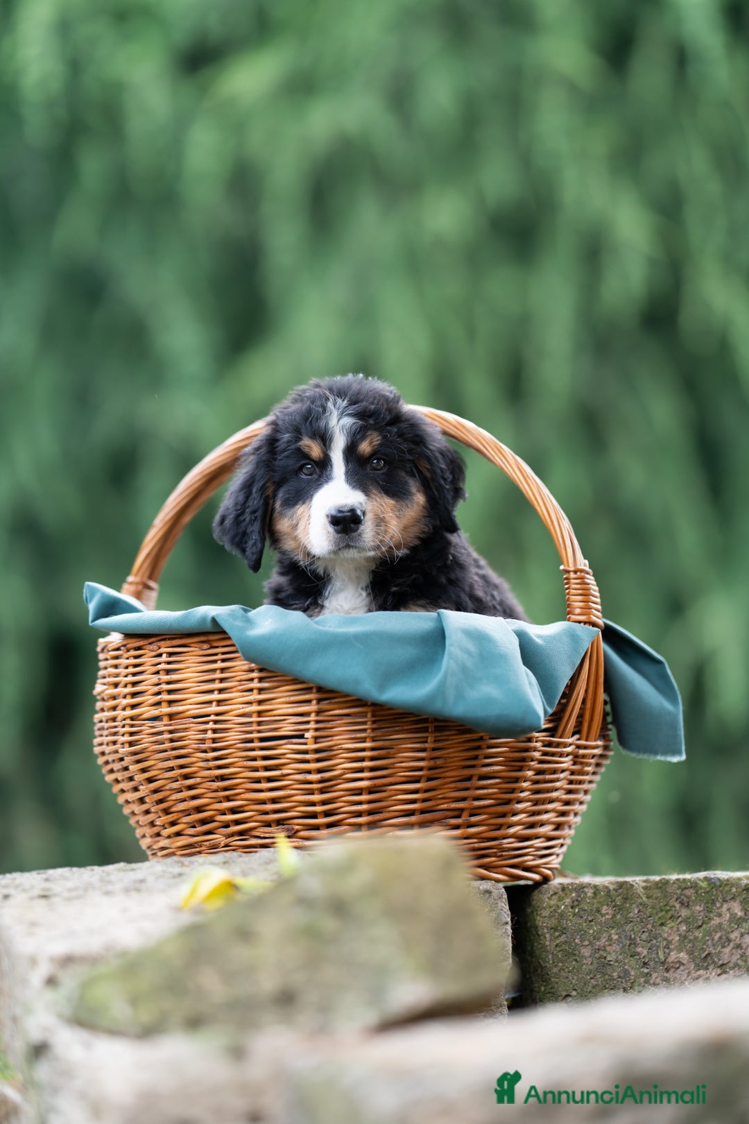 Bovaro del Bernese cani in vendita: Bernerdok's Aunts Cuccioli Y a Città Metropolitana di Torino - Immagine 2