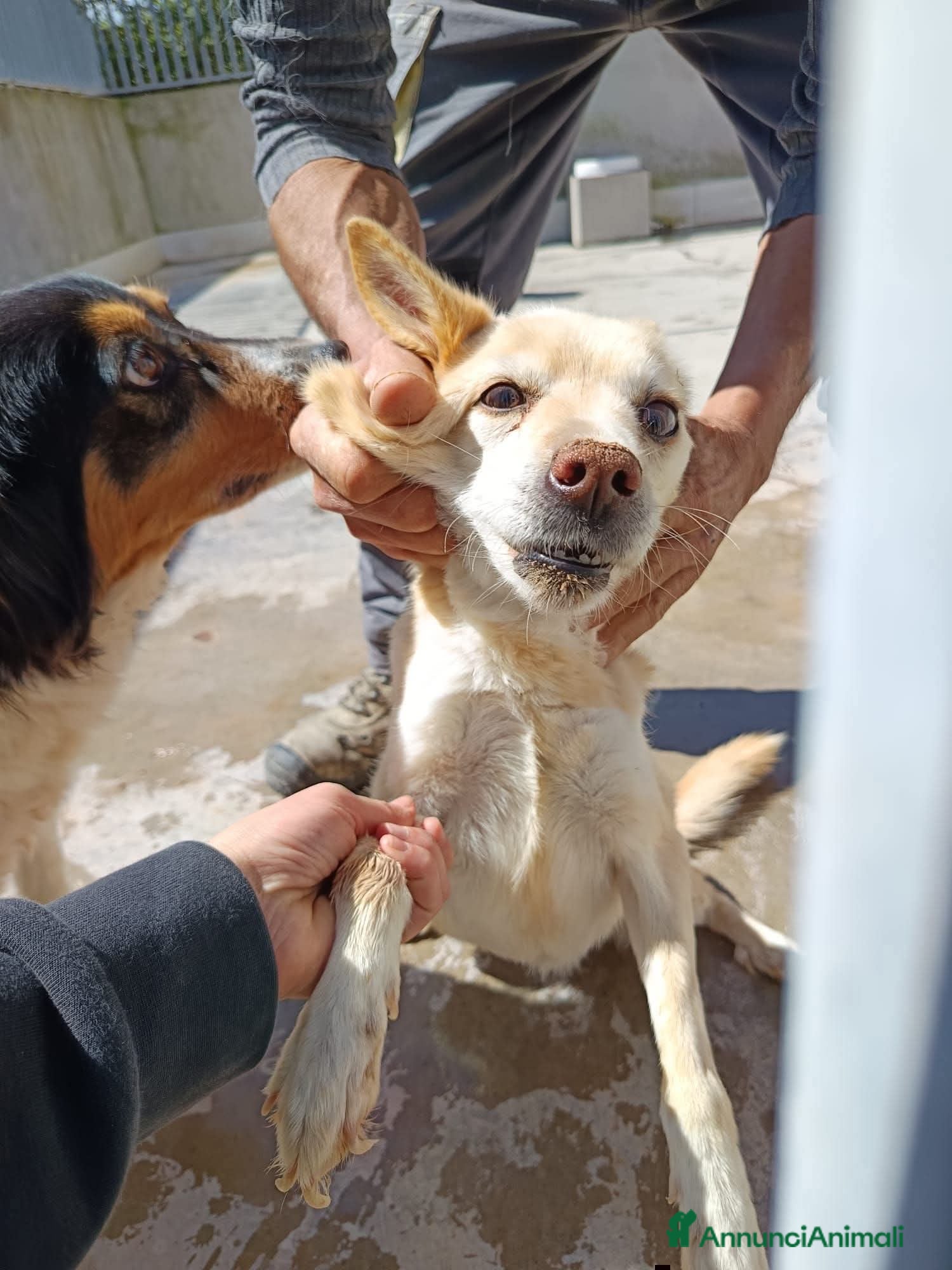 Meticcio cani ADOZ.DEL💔:maltrattata,1vita incanile cn 3000 cani - Annuncio 7