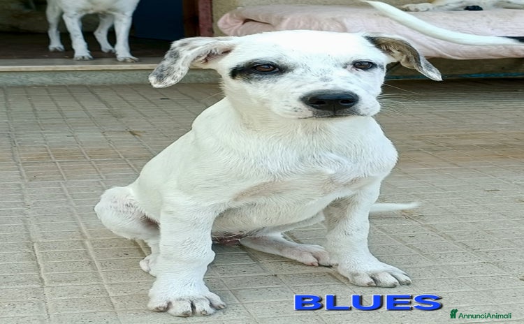 Meticcio cani a Città metropolitana di Palermo - Annuncio 12