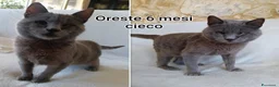Altre razze gatti in regalo: GATTINI ABBANDONATI: URGENTE  a Città Metropolitana di Torino - Annuncio 2